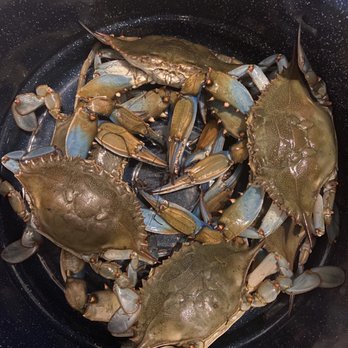 Wild Atlantic Seafood - Live blues - Seafood Markets Near Me - Jacksonville, Florida Wild Atlantic Seafood - Live blues - Seafood Markets Near Me - Jacksonville, Florida