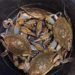 Wild Atlantic Seafood - Live blues