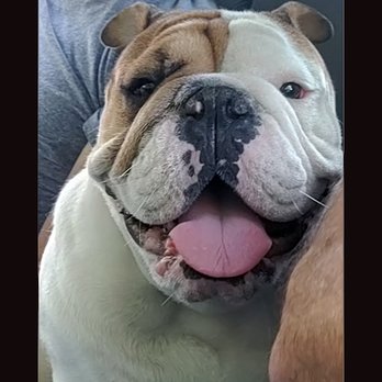 Township Animal Hospital - Jesse - Veterinarians Near Me - Windsor, California Township Animal Hospital - Jesse - Veterinarians Near Me - Windsor, California