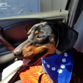 Wilco Farm Store - Petaluma - 07/10/21 - Rocko after his spa treatment which included a Wilco bandana. - Nurseries & Gardening Near Me - Petaluma, California Wilco Farm Store - Petaluma - 07/10/21 - Rocko after his spa treatment which included a Wilco bandana. - Nurseries & Gardening Near Me - Petaluma, California