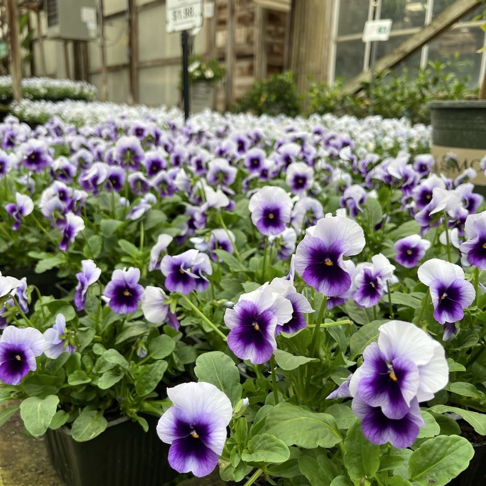 Half Moon Bay Nursery - Pansies - Nurseries & Gardening Near Me - Half Moon Bay, California