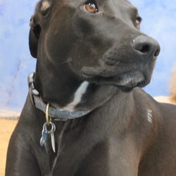 Tail Wagger Inn - Pet Sitting Near Me - Manhattan, Kansas
