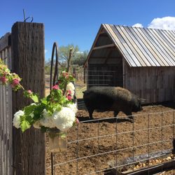 Red Acre Farm - Meet Victoria.