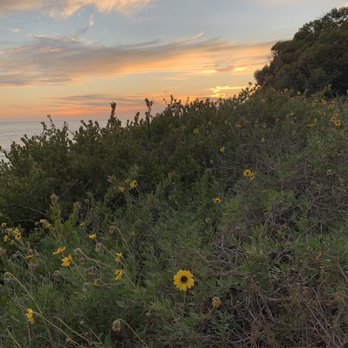 El Capitan State Beach - Coreopsis at sundown. Happy Easter - Parks Near Me - Goleta, California