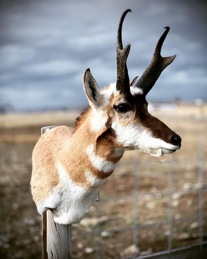 Wildlife Reflections - taxidermy in Corvallis, MT