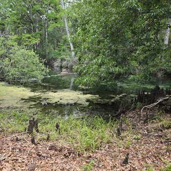 Manatee Springs State Park - Parks Near Me - Chiefland, Florida