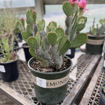 Plant World - Beautiful plants - Nurseries & Gardening Near Me - Albuquerque, New Mexico