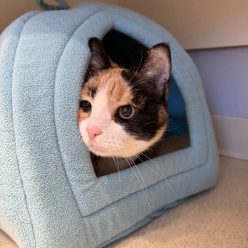 Club Cat - Little cat cave bed the staff brought in to make my cat feel more cozy - Pet Boarding Near Me - Irvine, California Club Cat - Little cat cave bed the staff brought in to make my cat feel more cozy - Pet Boarding Near Me - Irvine, California