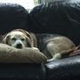 Photo of Saugus Animal Hospital