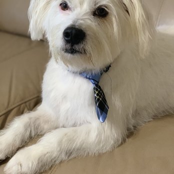 Austin Pet Stylist - after - Pet Groomers Near Me - Austin, Texas Austin Pet Stylist - after - Pet Groomers Near Me - Austin, Texas