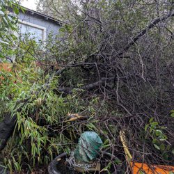 J C & R C Lawn & Yard Maintenance - Tree Branch down before clean up