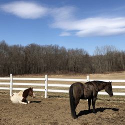 Peck's Farm and Equestrian Center