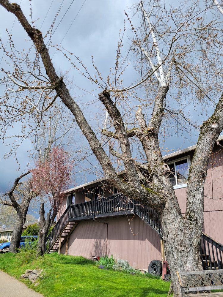 BIG TOP TREES Updated August 2024 34 Photos Canby, Oregon Tree
