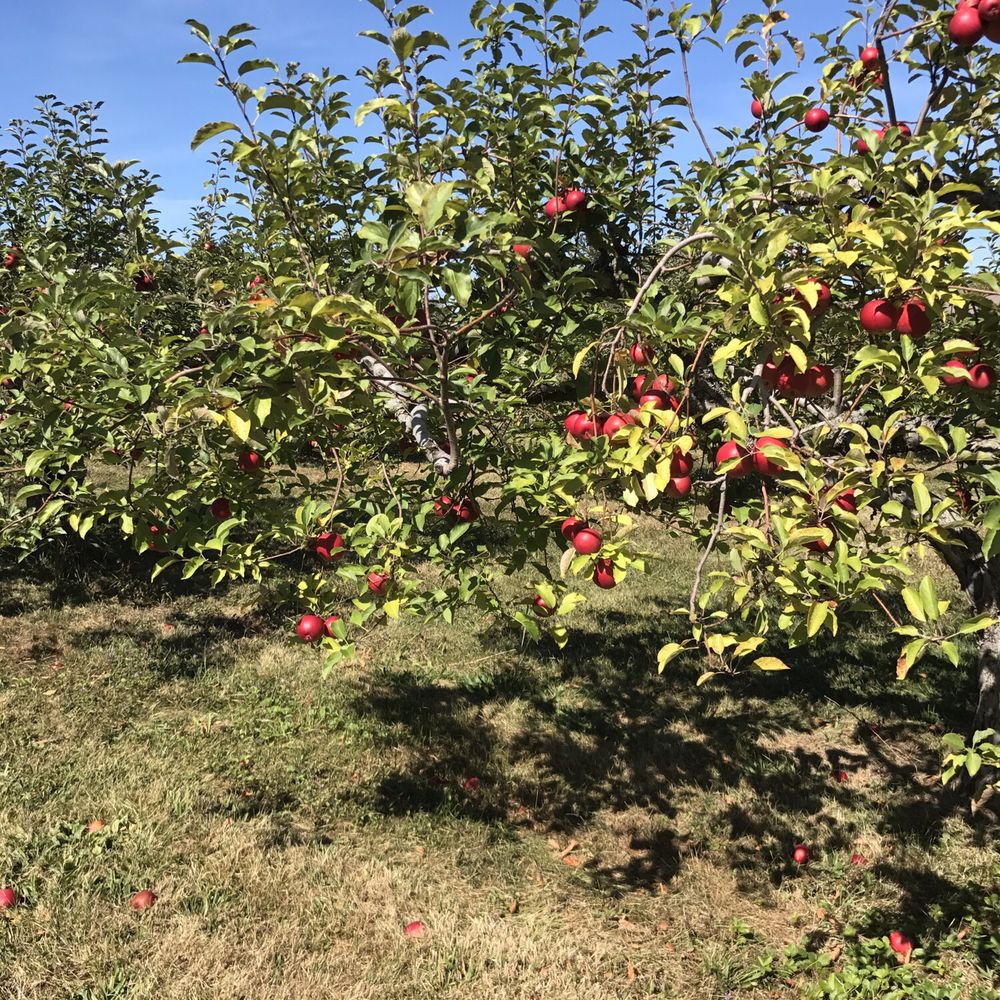 Pick n' Save Orchard - Pick Your Own Farms Near Me - Medina, Ohio Pick n' Save Orchard - Pick Your Own Farms Near Me - Medina, Ohio