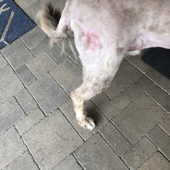 Petacular Grooming - Pet Groomers Near Me