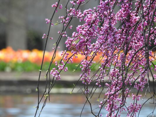 Spring Grove by null