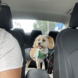 Mack and the babies. I always take my babies to Iris! Her and the family are awesome! They treat the dogs with all the love