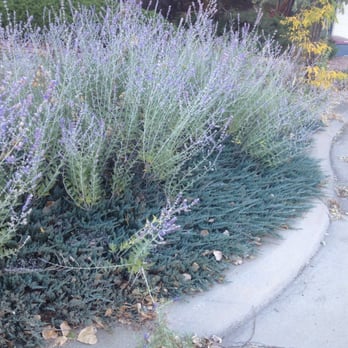 The Magic Fairy - Before pic of front walk - Home Cleaning Near Me The Magic Fairy - Before pic of front walk - Home Cleaning Near Me