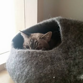KitTea - Smudgie - Pet Adoption Near Me - San Francisco, California