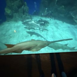 Saw Fish
