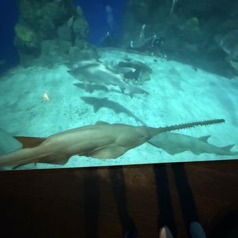 Downtown Aquarium - Saw Fish - Museums Near Me - Denver, Colorado