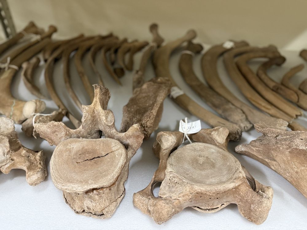 Yelp Elite Event: Tour the Grand Rapids Public Museum Archives