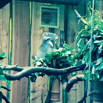 Edinburgh Zoo - Cute little koala bear - Zoos Near Me - Edinburgh, EDH