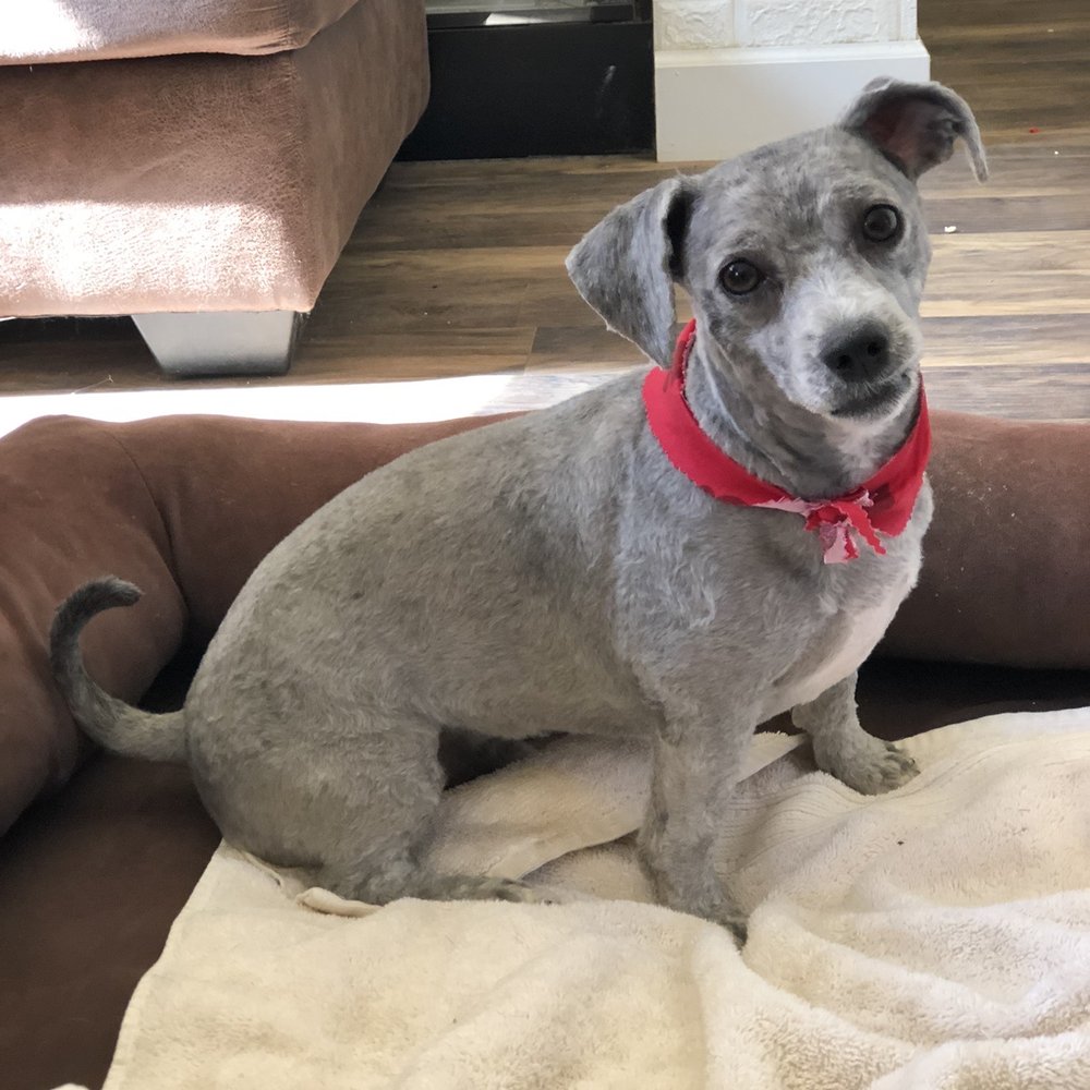 Award Winning Paws - Oliver, after - Pet Groomers Near Me - Lancaster, California
