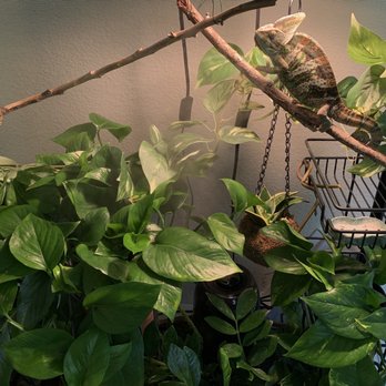 Andersons La Costa Nursery - my own chameleon's home - Nurseries & Gardening Near Me - Encinitas, California Andersons La Costa Nursery - my own chameleon's home - Nurseries & Gardening Near Me - Encinitas, California