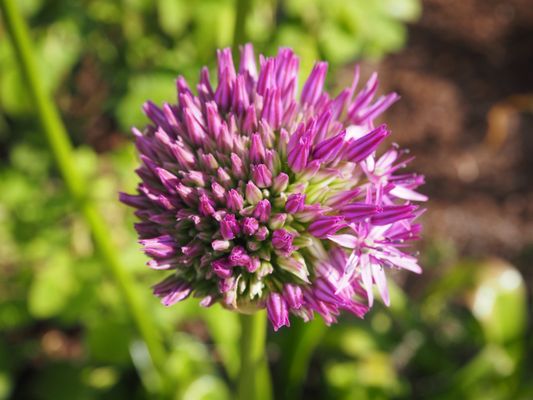 Tropical Greenhouse by null