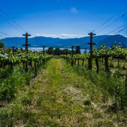 Terravista Vineyards