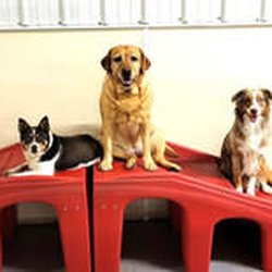 Furball Fitness Dog Walking & Pet Care