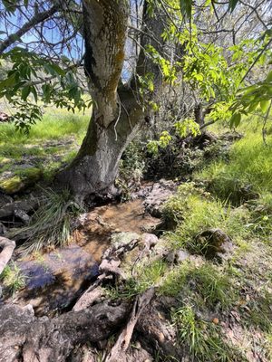 Taylor Mountain Regional Park by null