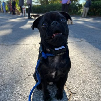 Sit Means Sit Dog Training Orlando - That's my Theo!! - Pet Training Near Me - Longwood, Florida Sit Means Sit Dog Training Orlando - That's my Theo!! - Pet Training Near Me - Longwood, Florida