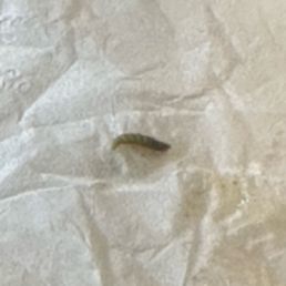 Worms in my soup! Worms in my soup!