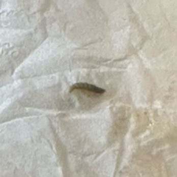 Latin American Quetzal - Worms in my soup! - Latin American Near Me - Concord, North Carolina Latin American Quetzal - Worms in my soup! - Latin American Near Me - Concord, North Carolina