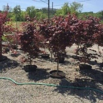 Dave's Landscaping - Landscaping Near Me - Amsterdam, New York