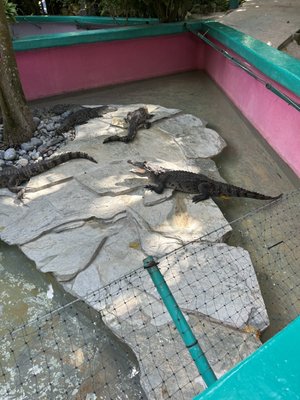 Croco Cun Zoo by null