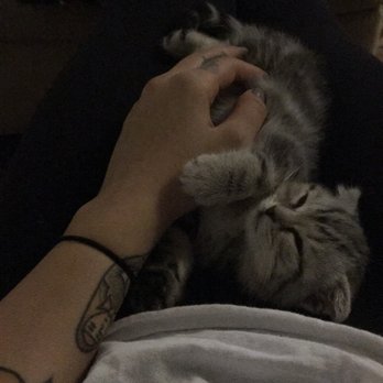 Scottish Fold Kittens - Pet Breeders Near Me - Brooklyn, New York Scottish Fold Kittens - Pet Breeders Near Me - Brooklyn, New York