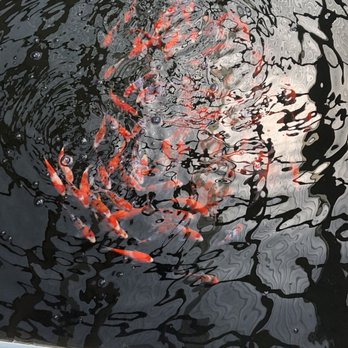 Koi Outlet - Local Fish Stores Near Me - El Monte, California