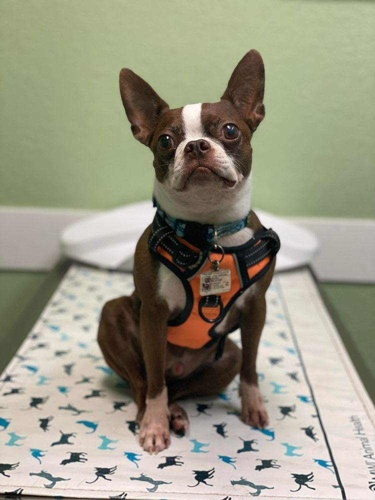 Luv-N-Care Windermere - pet boarding facility in Orlando, FL