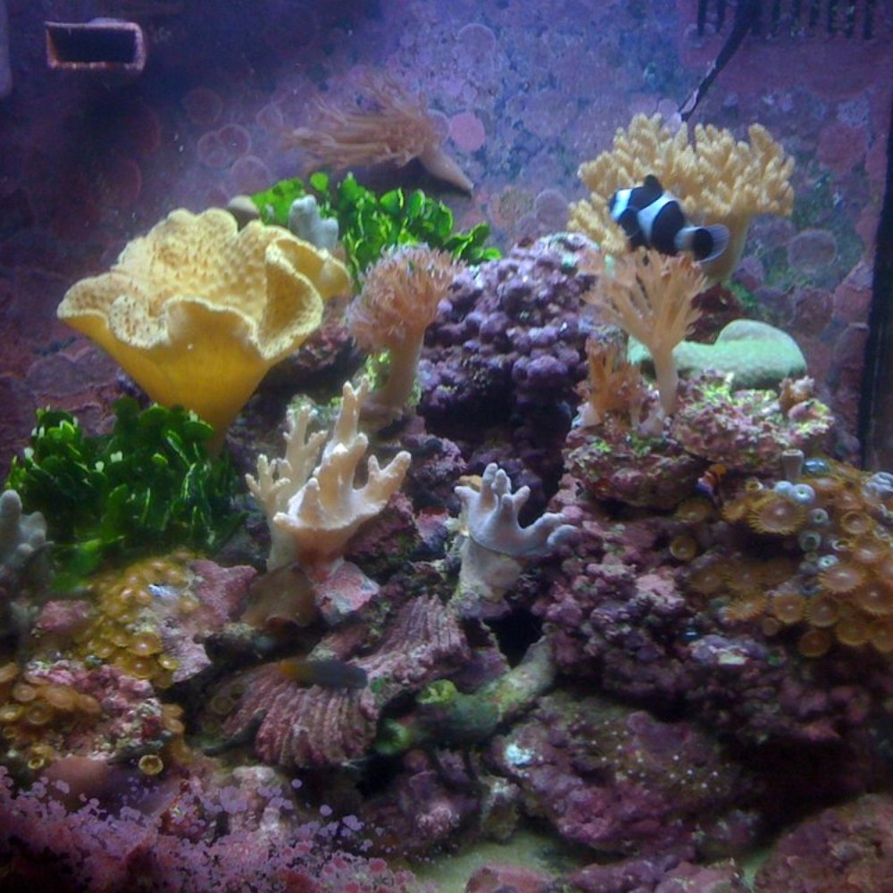 Petco - Colorful Corals - Pet Stores Near Me - Pasadena, California