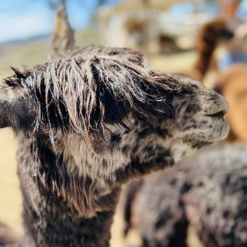 The Alpaca Hacienda - Attraction Farms Near Me - Temecula, California