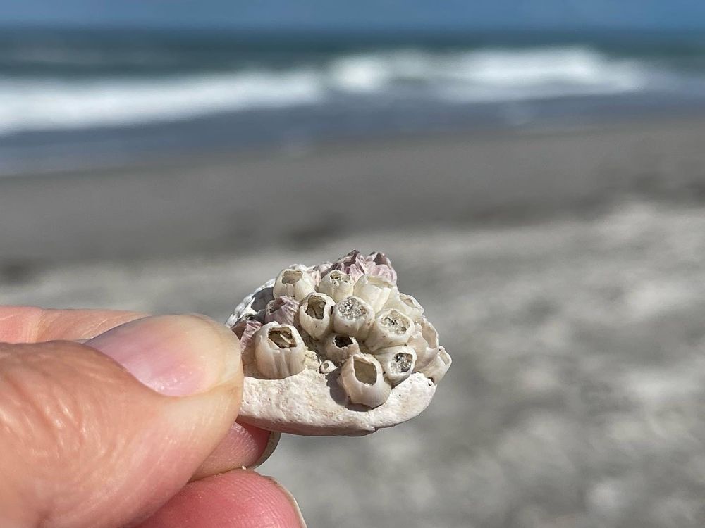 COCOA BEACH Updated September 2024 482 Photos & 155 Reviews 1033