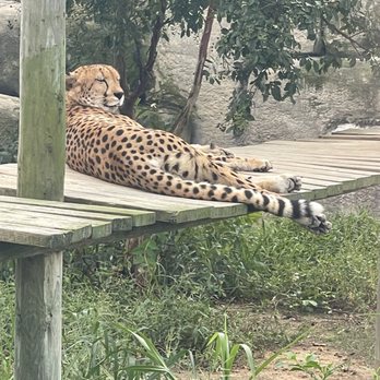Metro Richmond Zoo - Cheetah Exhibit - Zoos Near Me - Moseley, Virginia