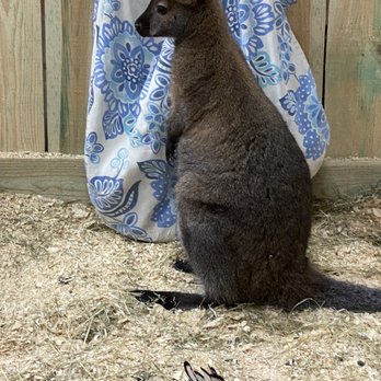 Sustainable Safari - Wallaby - Petting Zoos Near Me - Maplewood, Minnesota Sustainable Safari - Wallaby - Petting Zoos Near Me - Maplewood, Minnesota