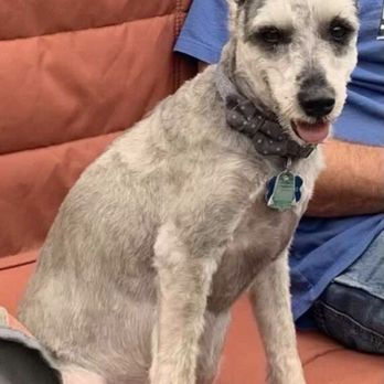 PetSmart - Pet Groomers Near Me - Omaha, Nebraska PetSmart - Pet Groomers Near Me - Omaha, Nebraska