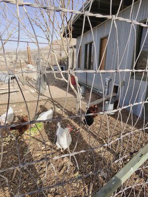 Ardovino's Desert Crossing by null