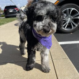 After grooming appointment