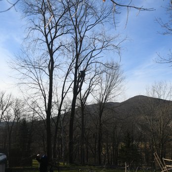 Mauricio's Tree Service - Up a tree with a chainsaw - Tree Services Near Me - Peekskill, New York